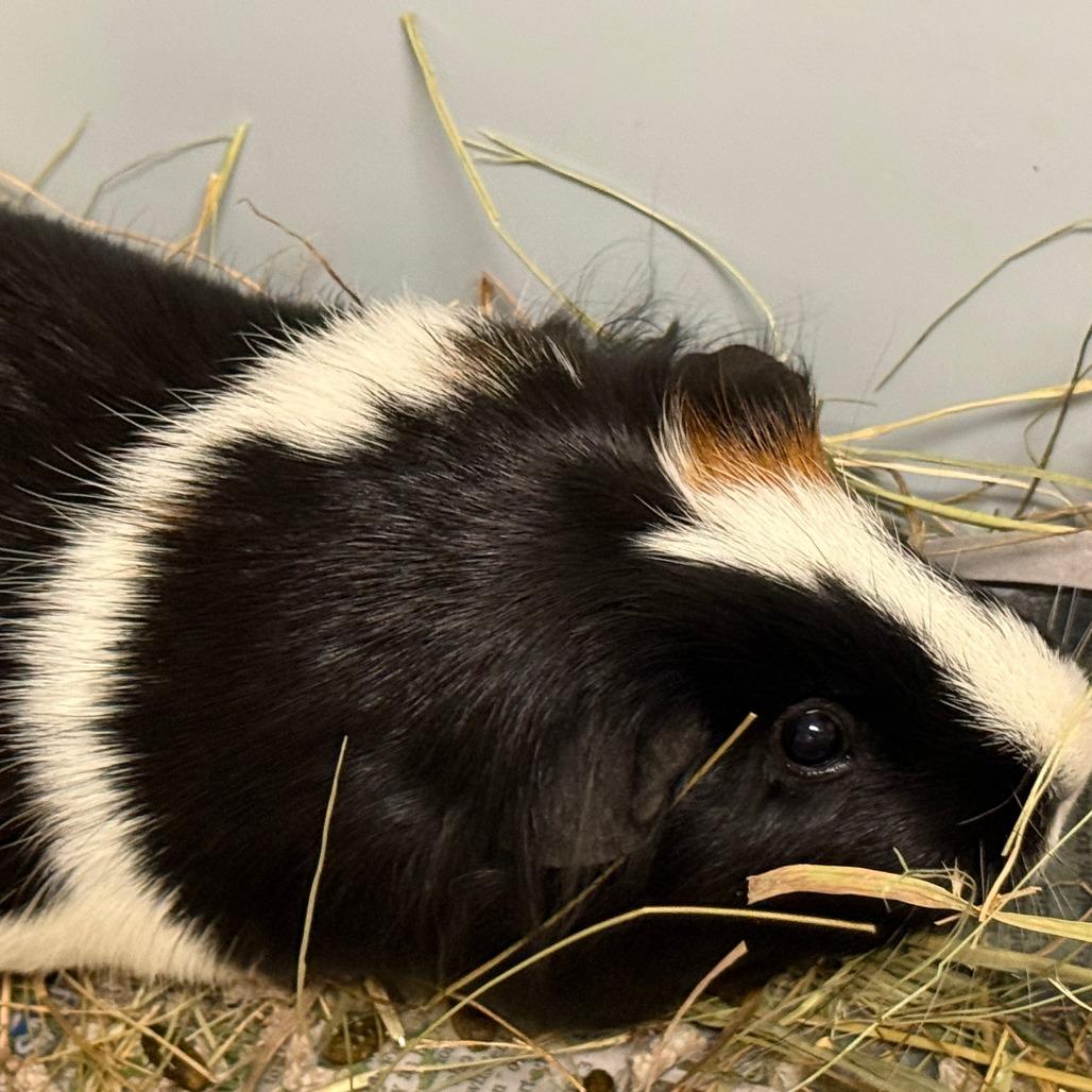 Luna, Adoptable, Young Female Guinea Pig.