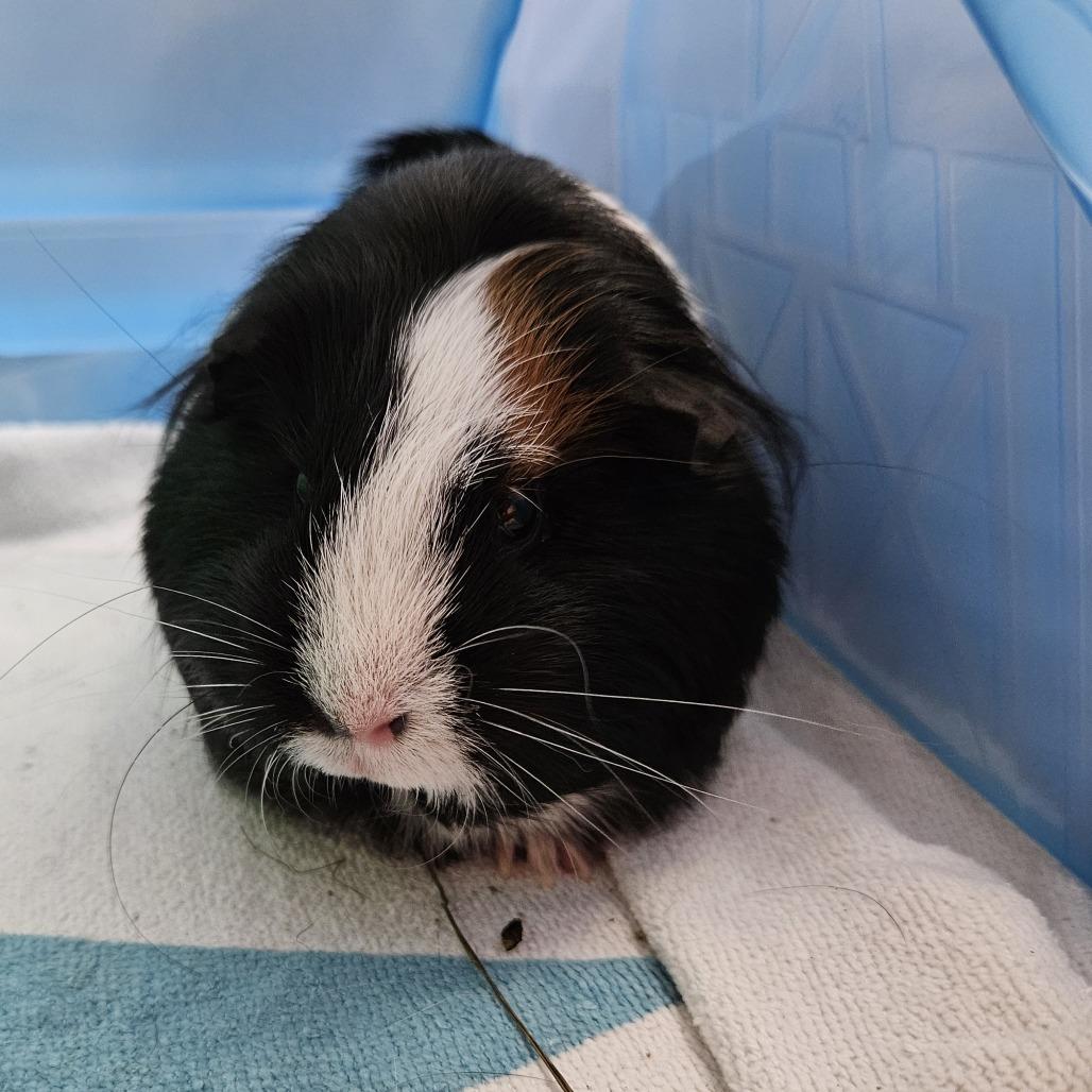 Enlarge Luna, a Adoptable Guinea Pig in Concord, NH image 2/2