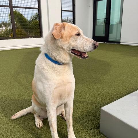 Lenny, Adoptable, Senior Male Yellow Labrador Retriever.