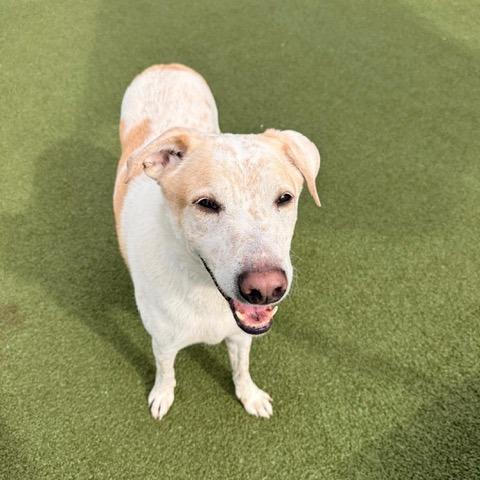 Lenny, a Adoptable mixed breed in Tampa, FL image 2/6