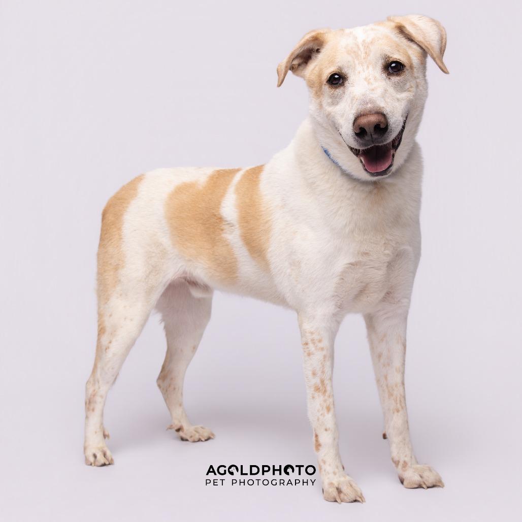 Lenny, a Adoptable mixed breed in Tampa, FL image 6/6