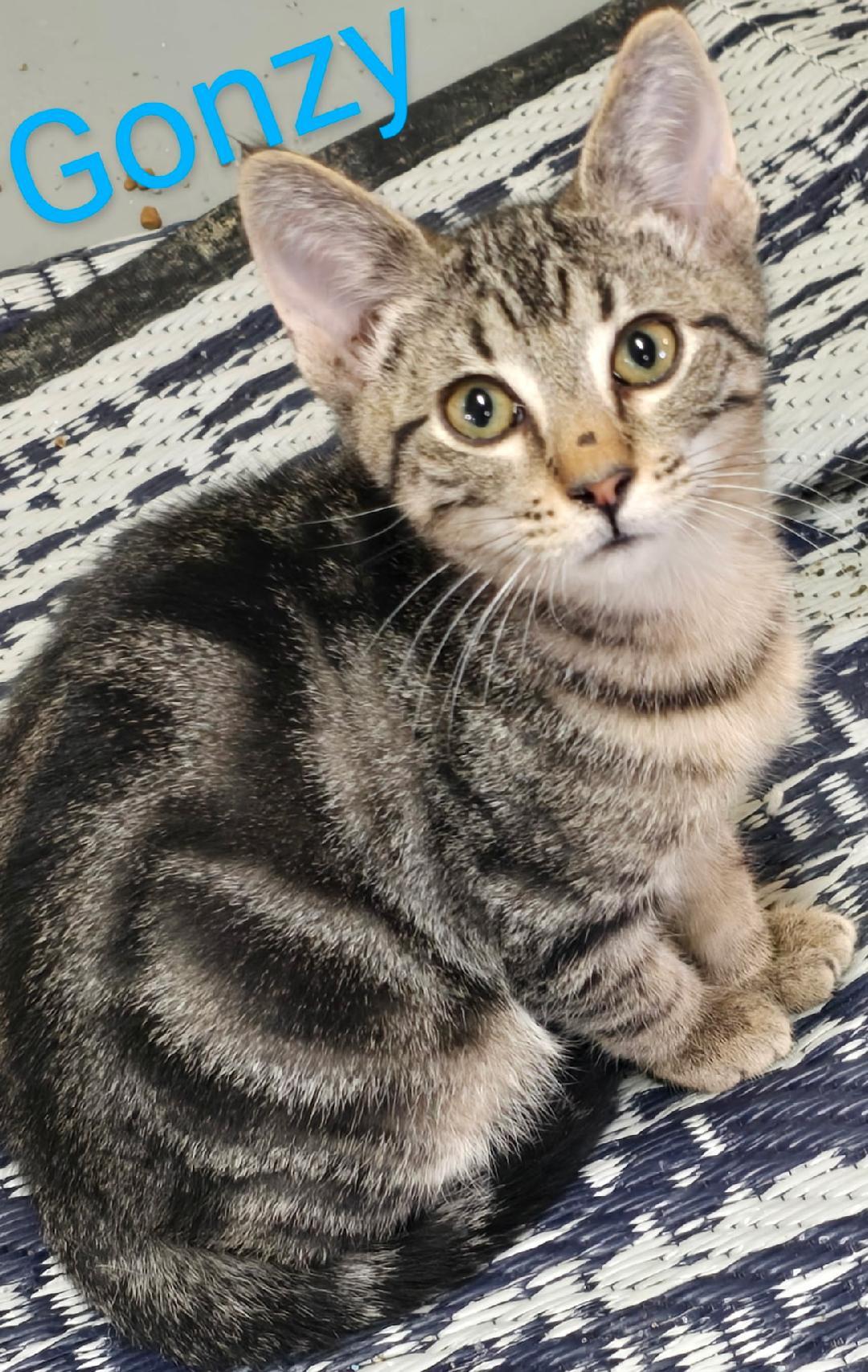 Enlarge Gonzy, an adopted mixed breed in Las Cruces, NM image 2/2