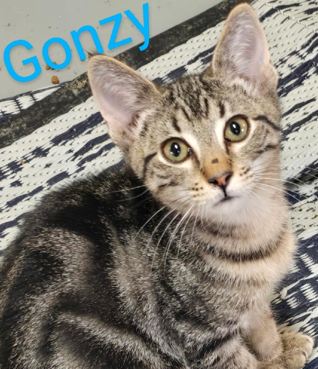 Enlarge Gonzy, an adopted mixed breed in Las Cruces, NM image 1/2