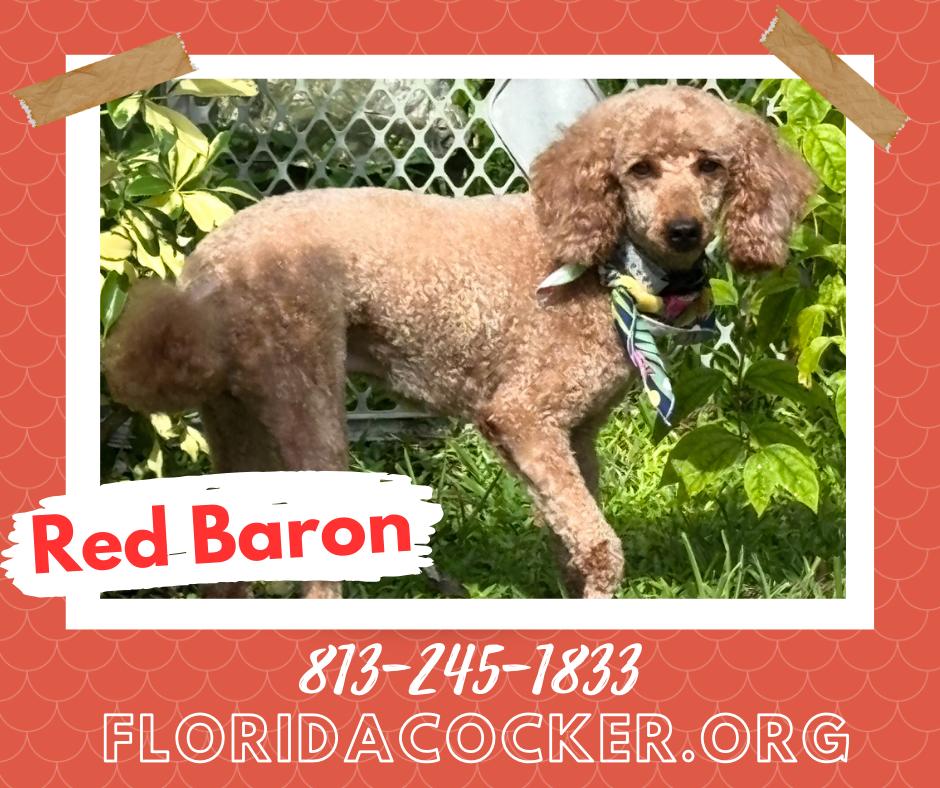Enlarge Red Baron, a Adoptable Miniature Poodle in Land O Lakes, FL image 1/1