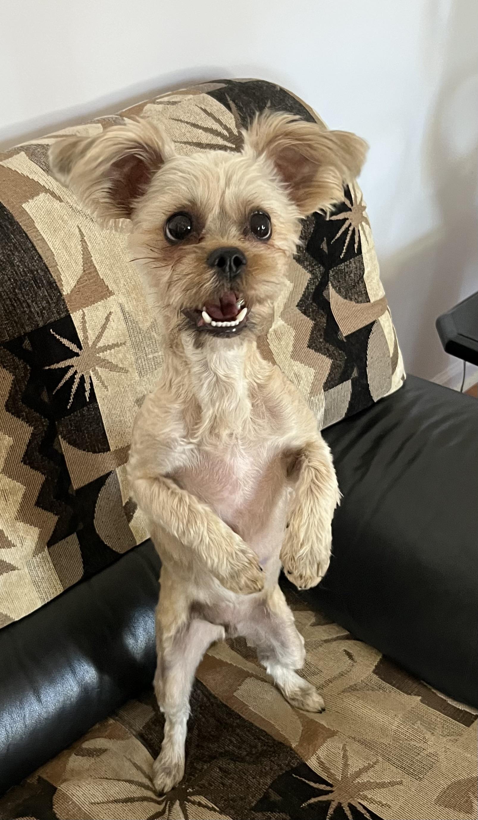 Toby, a Adopted mixed breed in Philadelphia, PA image 1/5