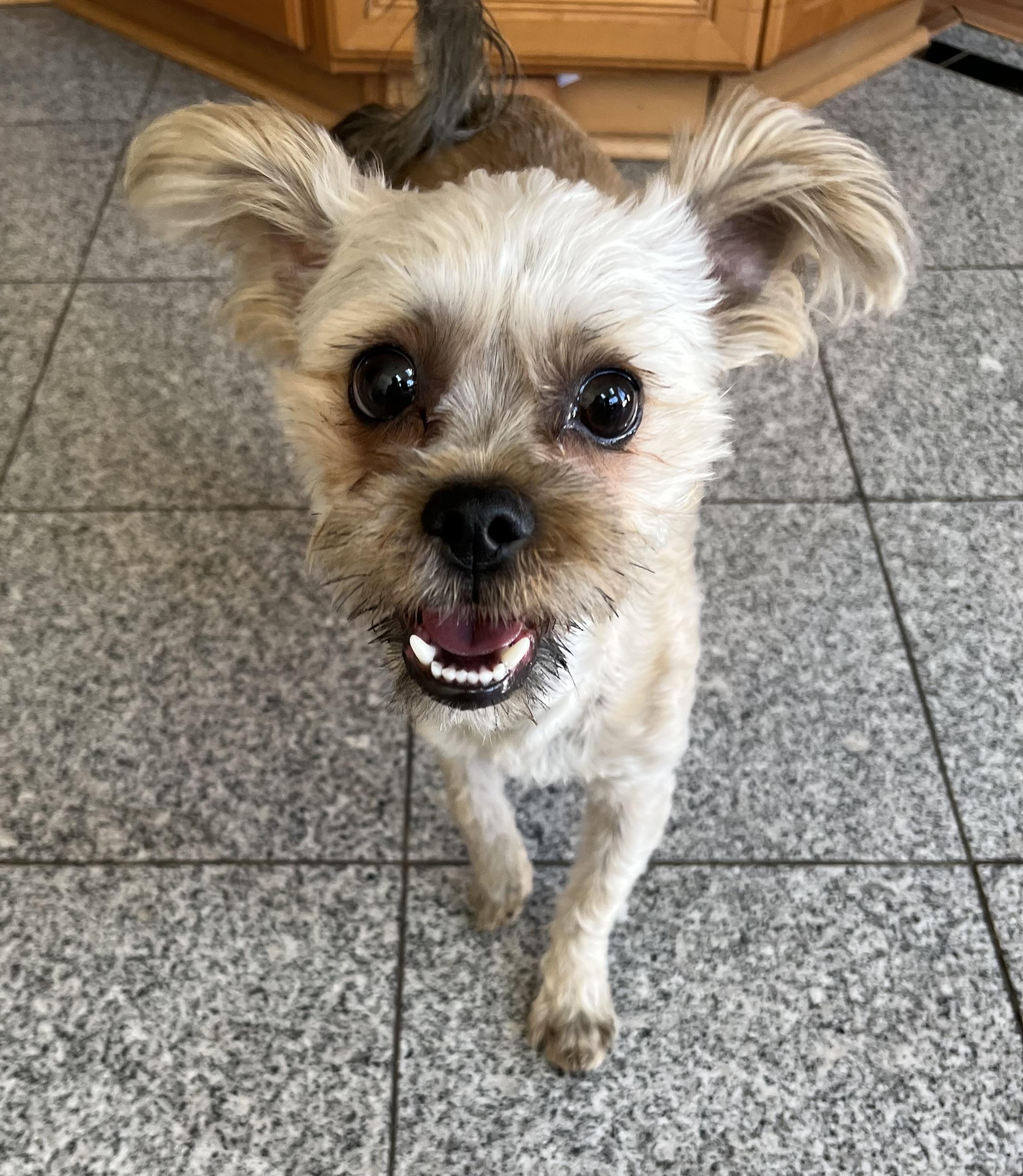 Toby, a Adopted mixed breed in Philadelphia, PA image 2/5