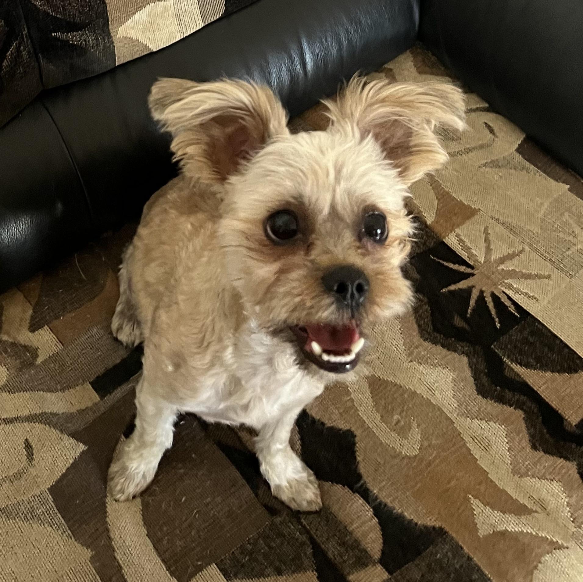 Toby, a Adopted mixed breed in Philadelphia, PA image 3/5