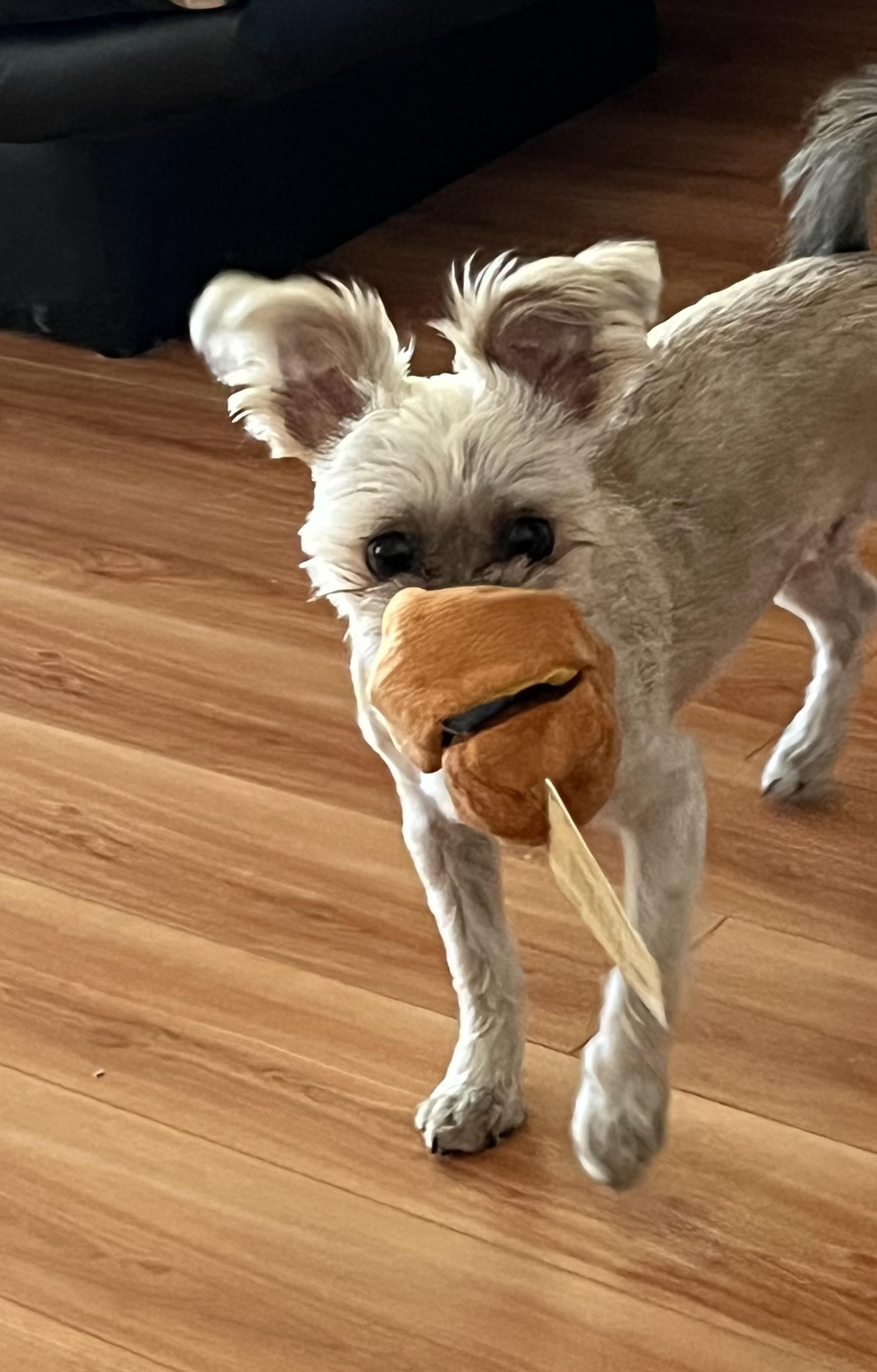 Toby, a Adopted mixed breed in Philadelphia, PA image 4/5