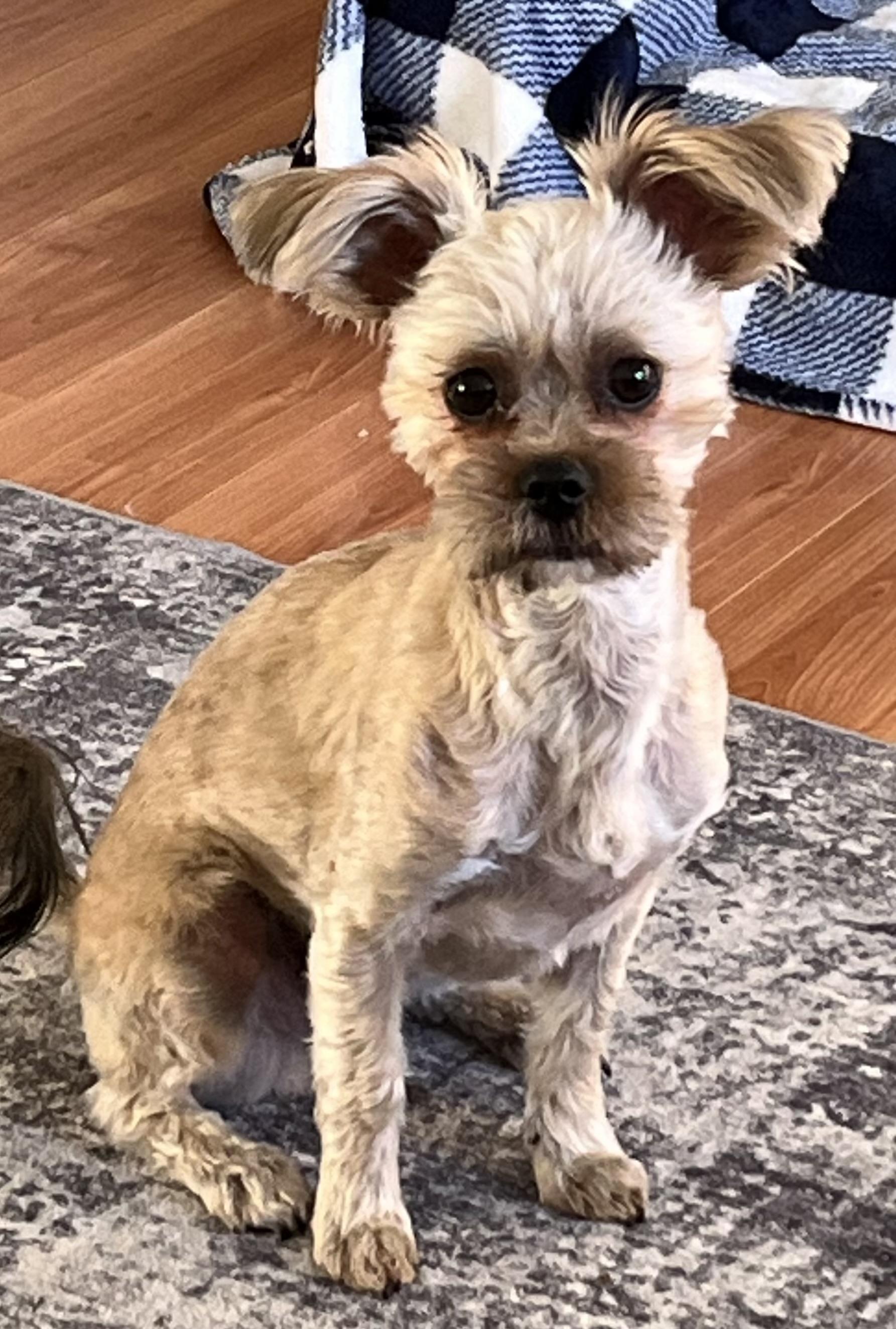 Toby, a Adopted mixed breed in Philadelphia, PA image 5/5