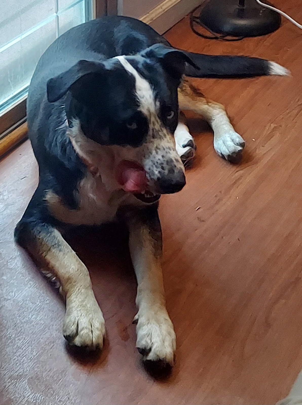 Blue, a ADOPTABLE mixed breed in Oswego, IL image 2/4