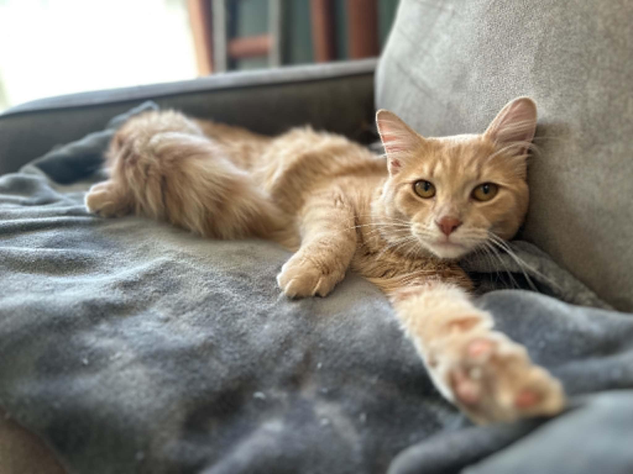 Teddy, an adopted Domestic Medium Hair in Barrington Hills, IL image 2/2