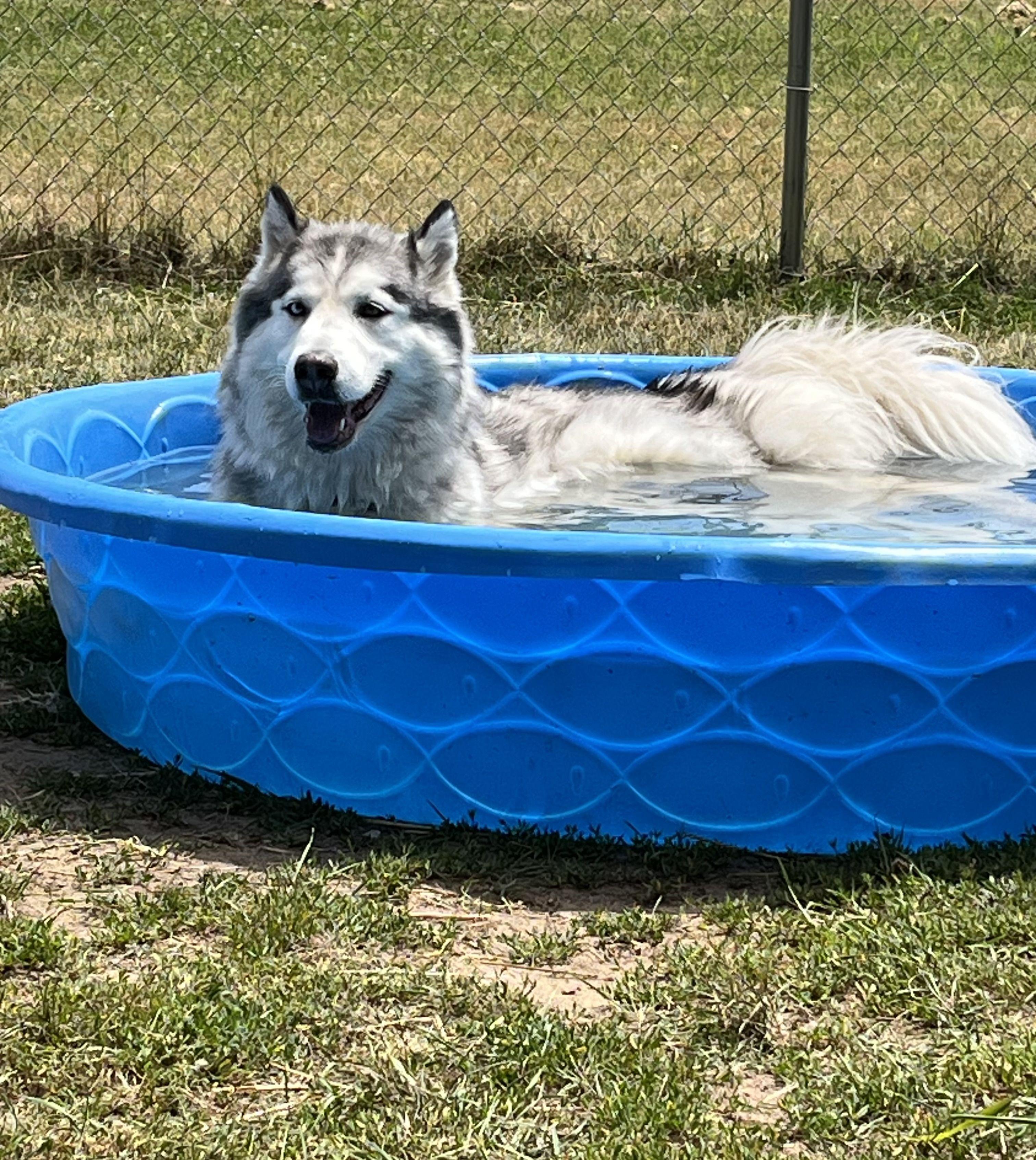 Ama dablam, adopted, Adult Female Husky.