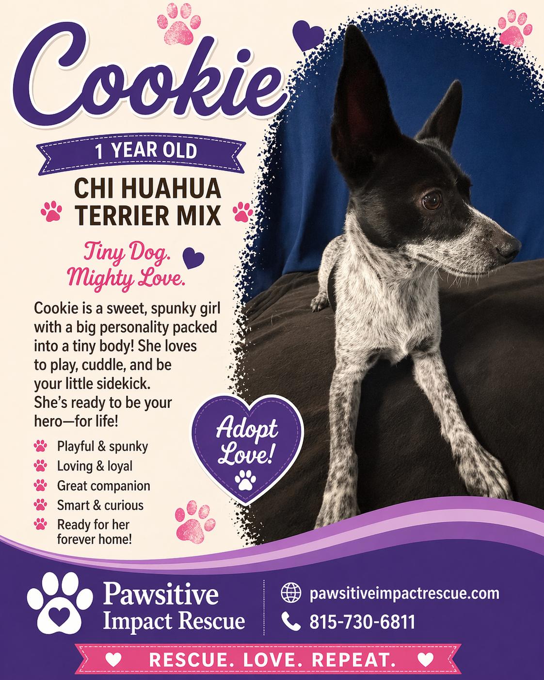 Cookie, a ADOPTABLE mixed breed in Joliet, IL image 3/3