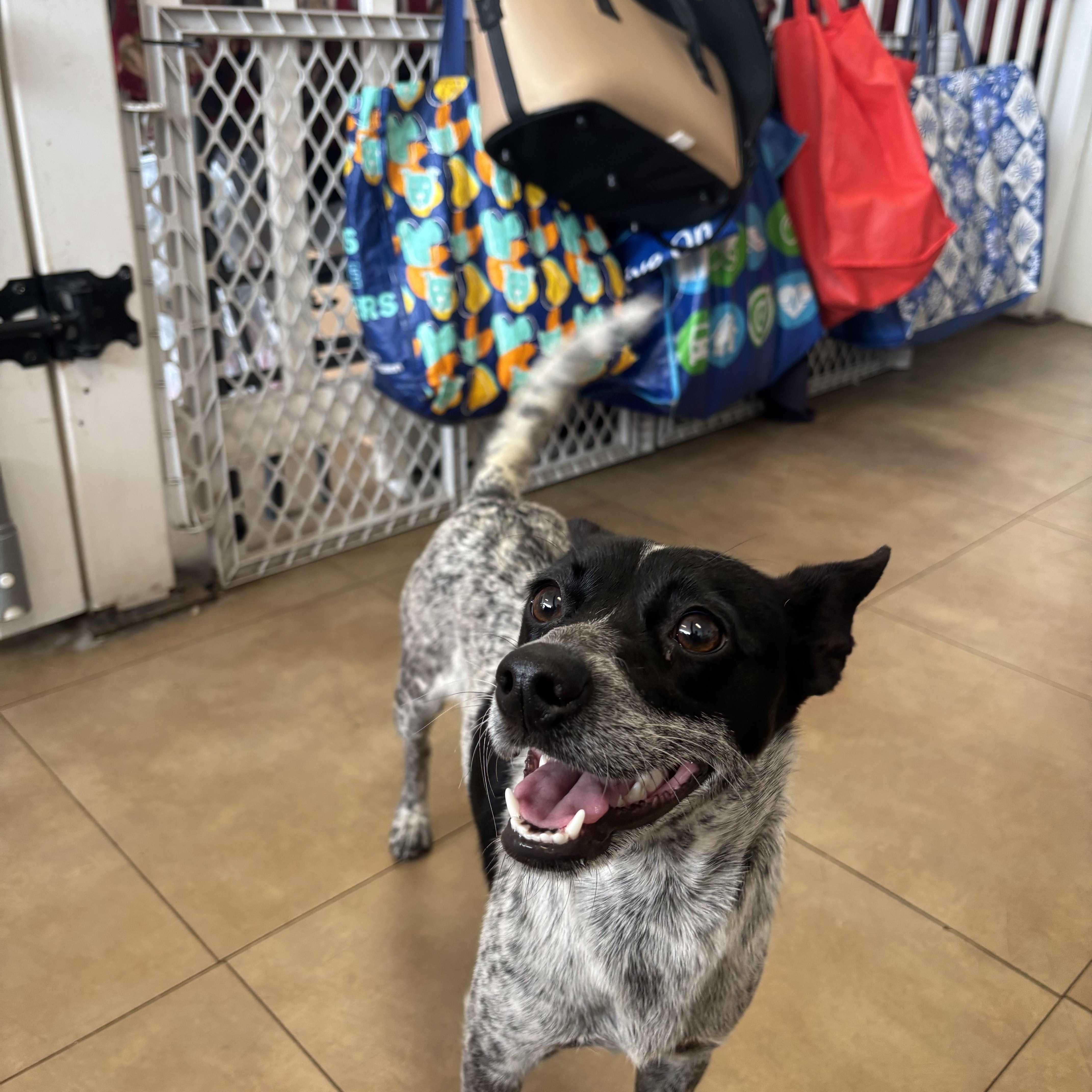 Cookie, a ADOPTABLE mixed breed in Joliet, IL image 1/3
