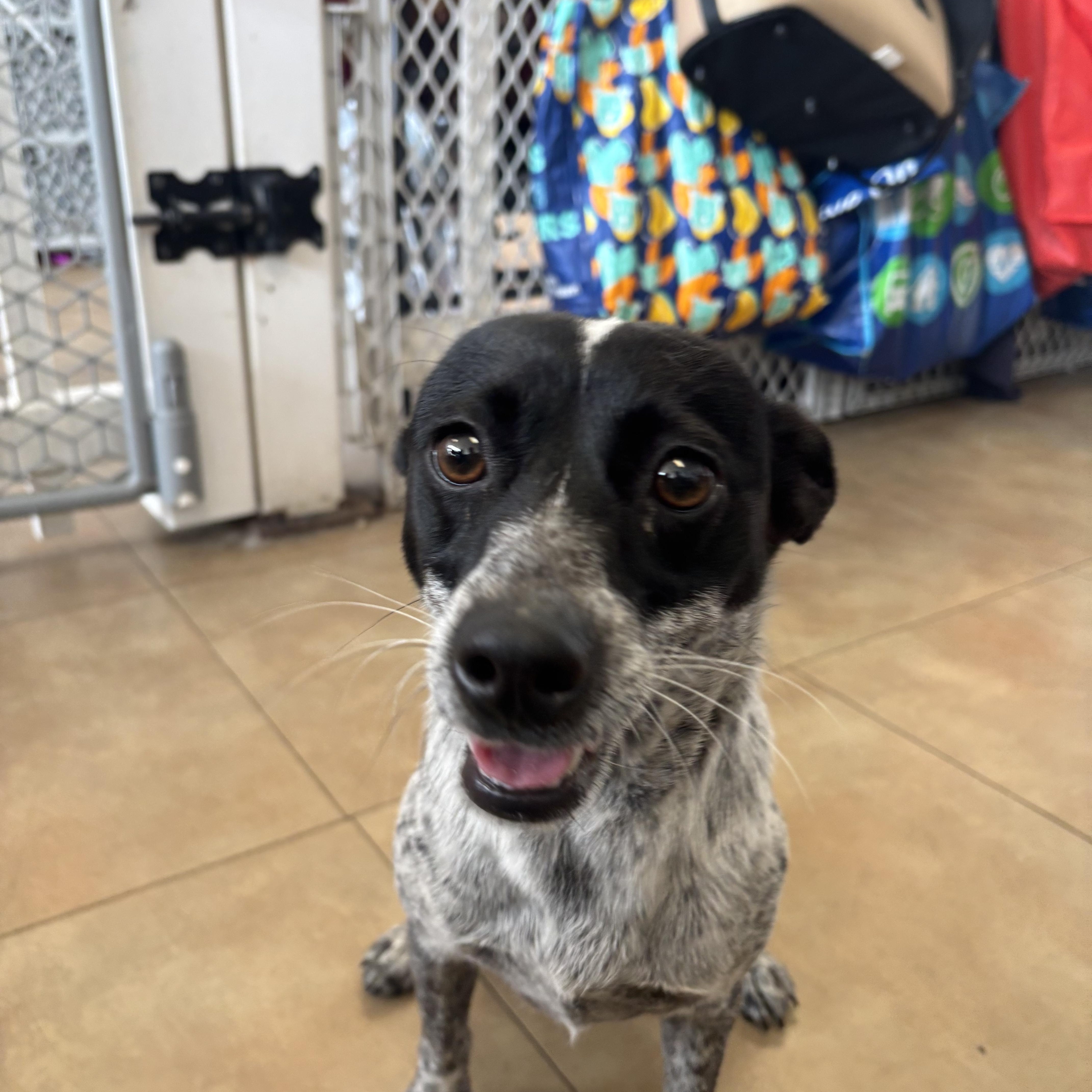 Cookie, a ADOPTABLE mixed breed in Joliet, IL image 2/3