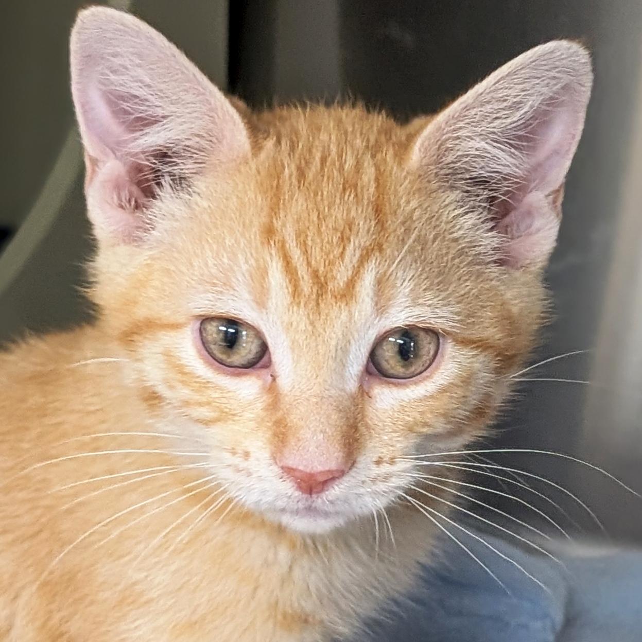 Mustard, Adoptable, Kitten Male Domestic Short Hair.