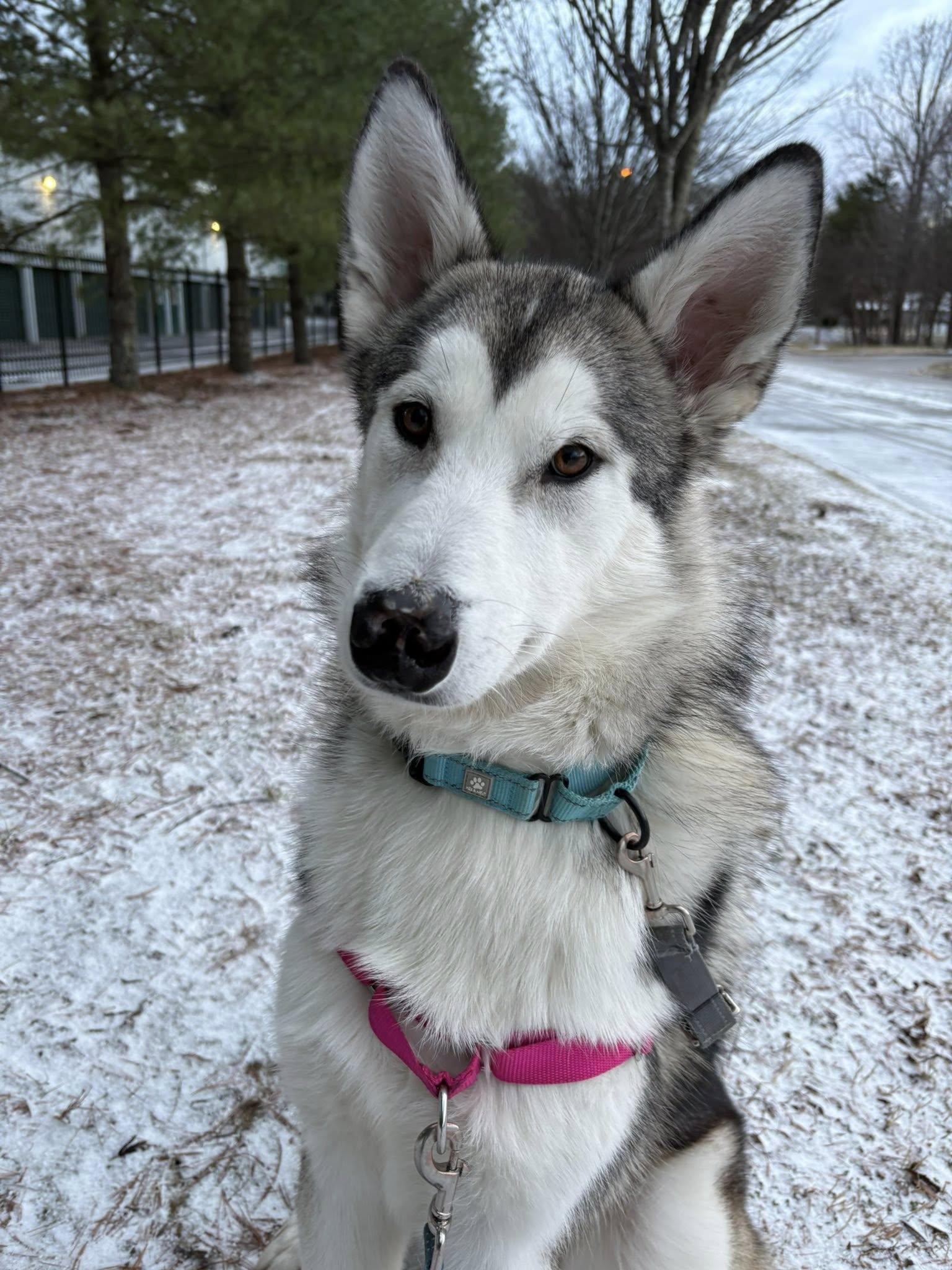 Enlarge Sadie, a Adoptable mixed breed in Millersville, MD image 1/3