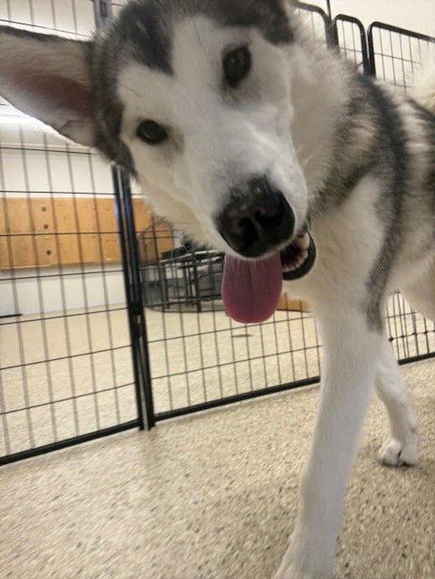 Enlarge Sadie, a Adoptable mixed breed in Millersville, MD image 2/3