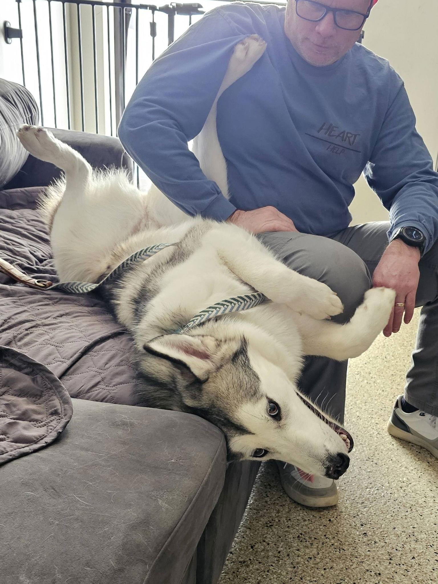 Enlarge Sadie, a Adoptable mixed breed in Millersville, MD image 3/3