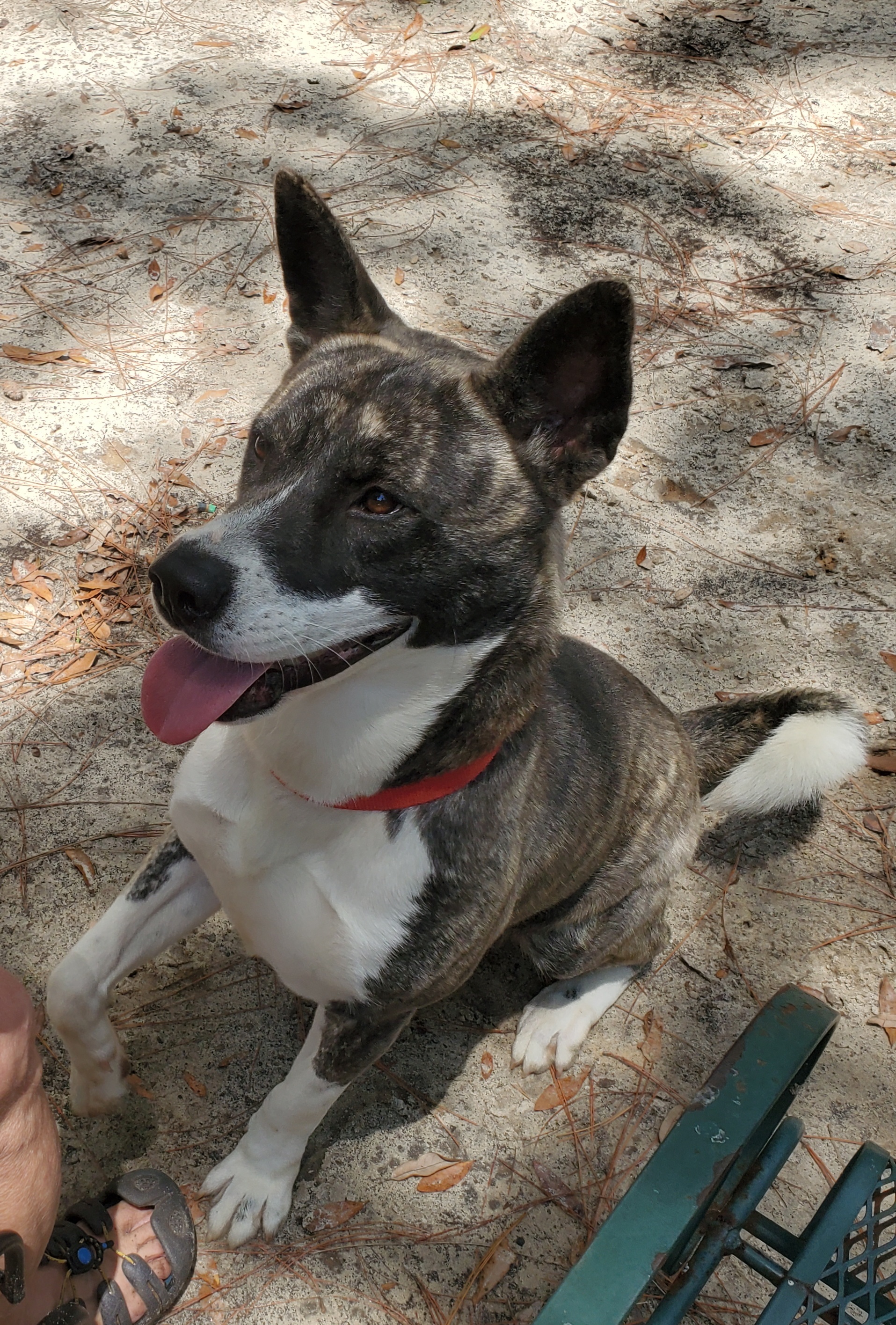Enlarge Harmony, a Adoptable Akita in Jacksonville, FL image 1/8