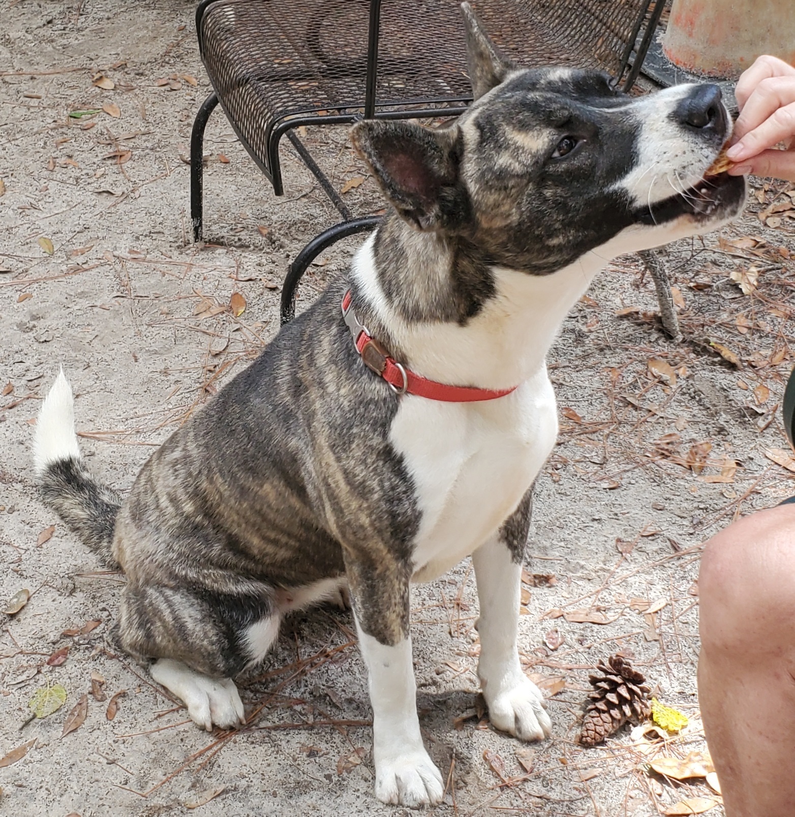 Enlarge Harmony, a Adoptable Akita in Jacksonville, FL image 3/8