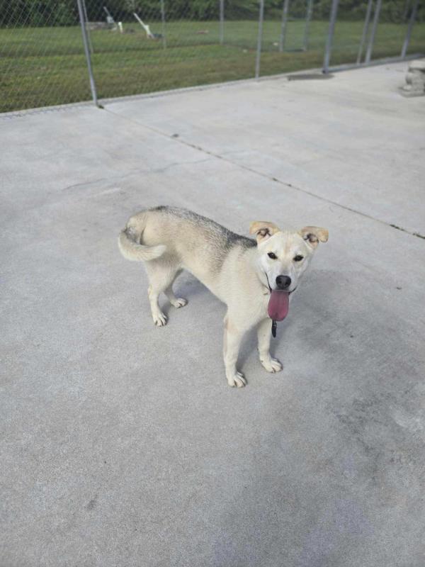 Jack/Jackson, Adoptable, Adult Male Husky.
