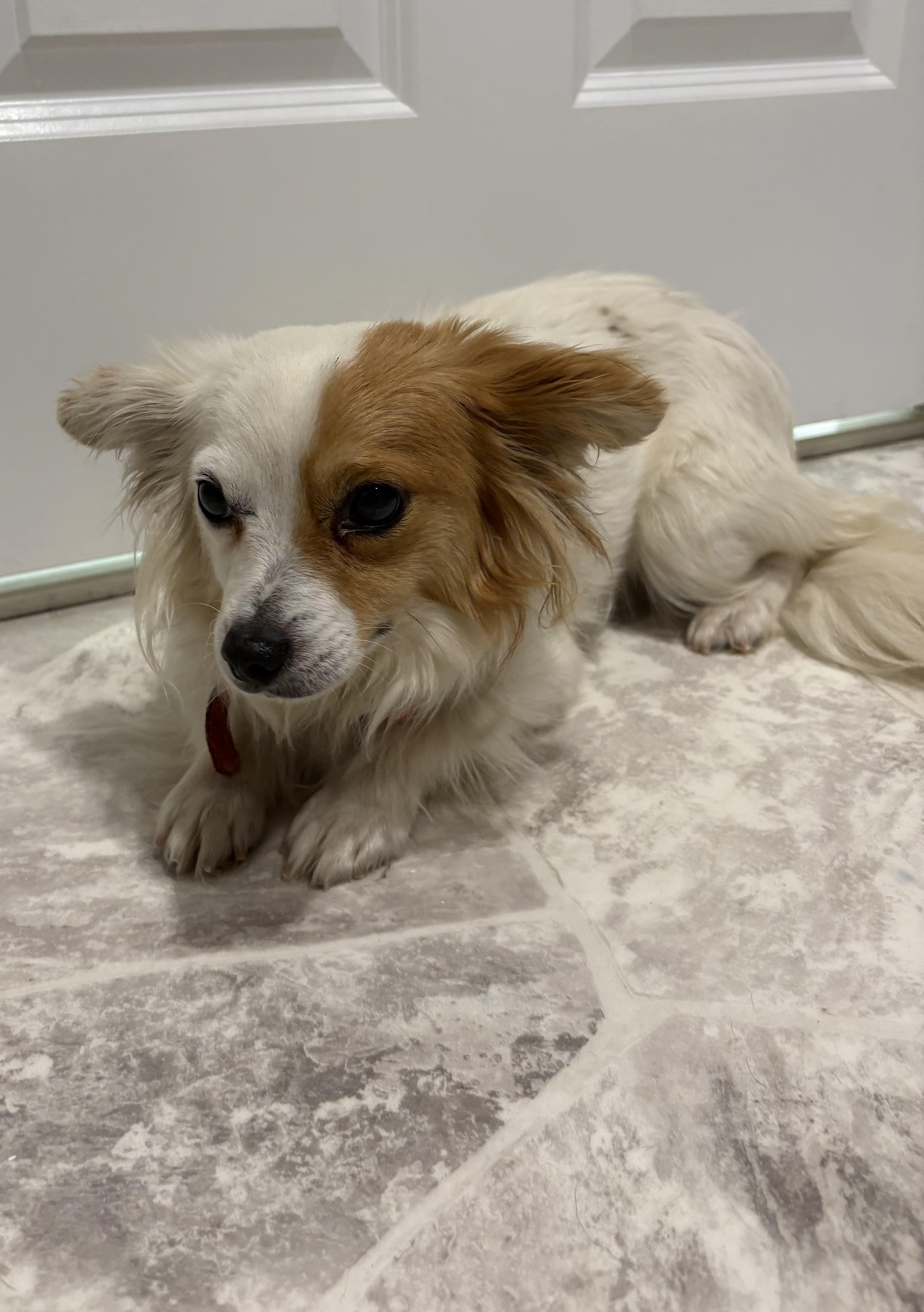 Rockie, an adopted mixed breed in Grant, NE image 2/3