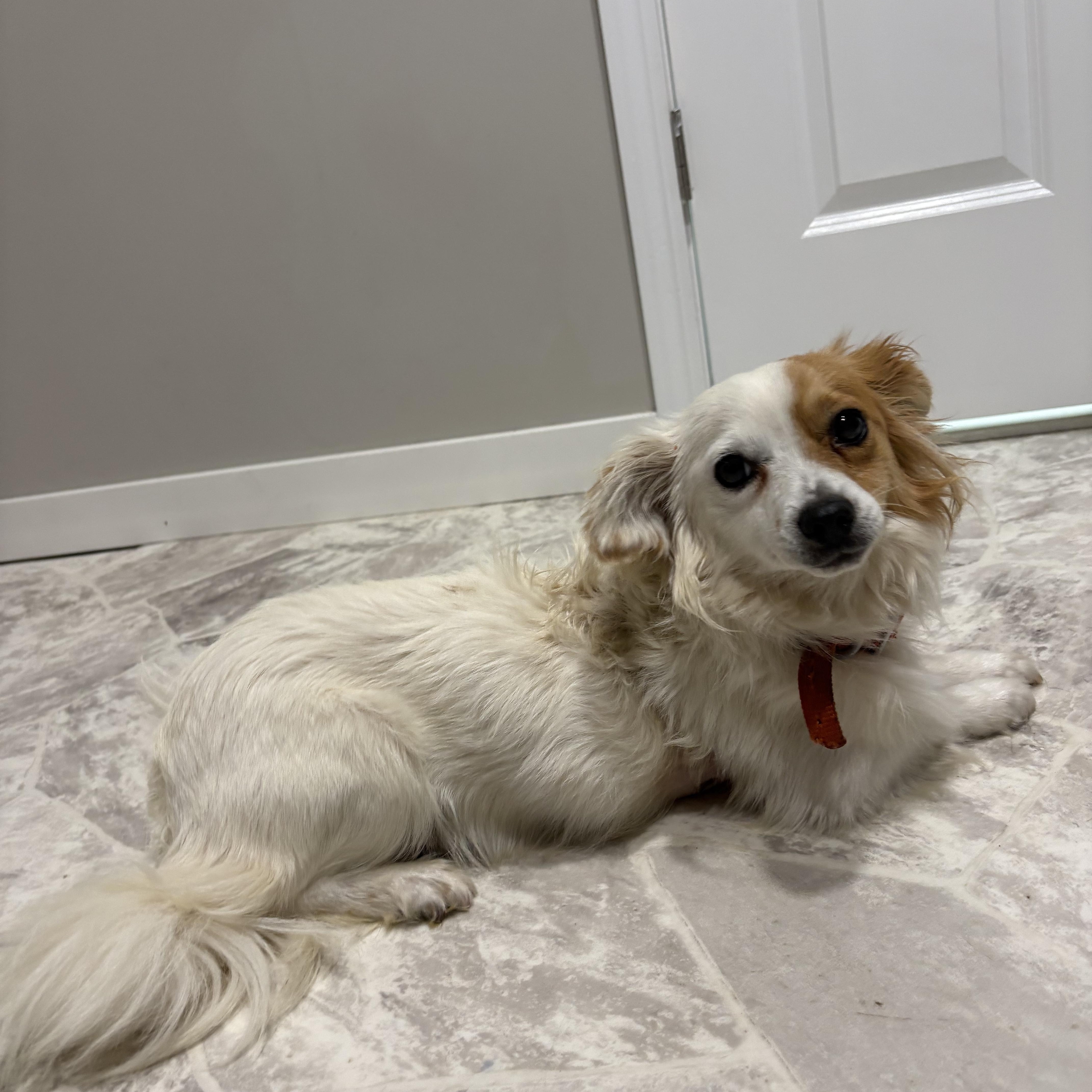 Rockie, adopted, Adult Male Pomeranian.