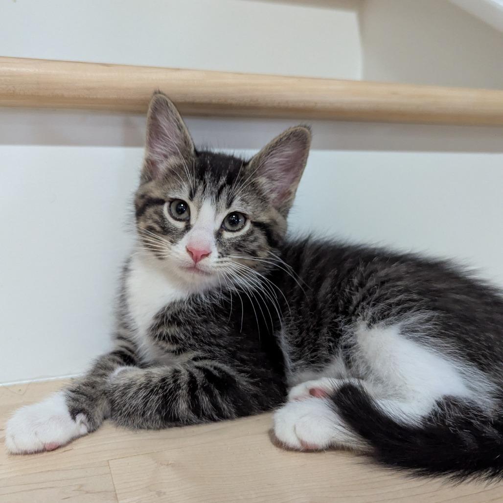 Enlarge Ryder, a Adoptable Domestic Short Hair in Meridian, ID image 1/3