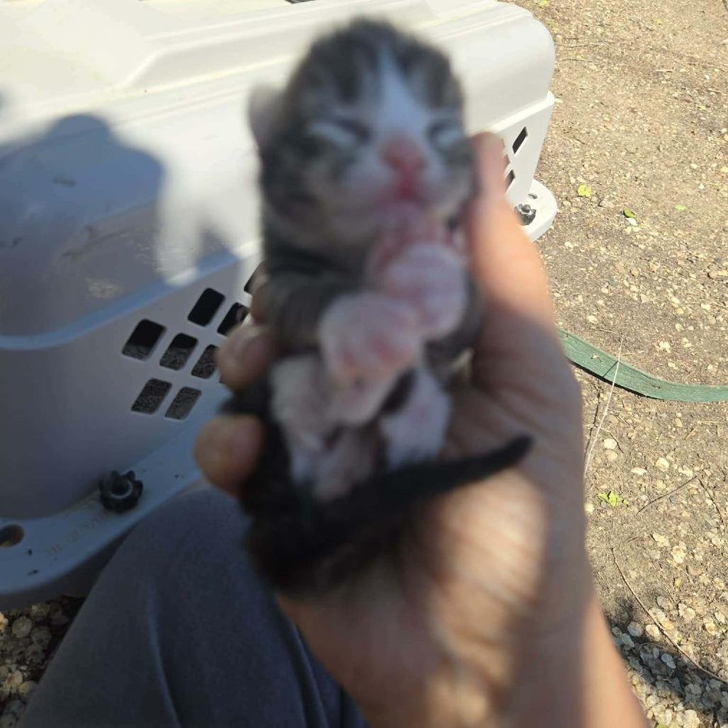 Enlarge Ryder, a Adoptable Domestic Short Hair in Meridian, ID image 2/3