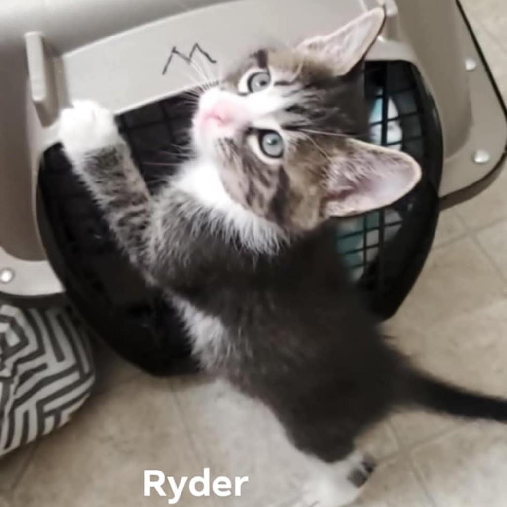 Enlarge Ryder, a Adoptable Domestic Short Hair in Meridian, ID image 3/3