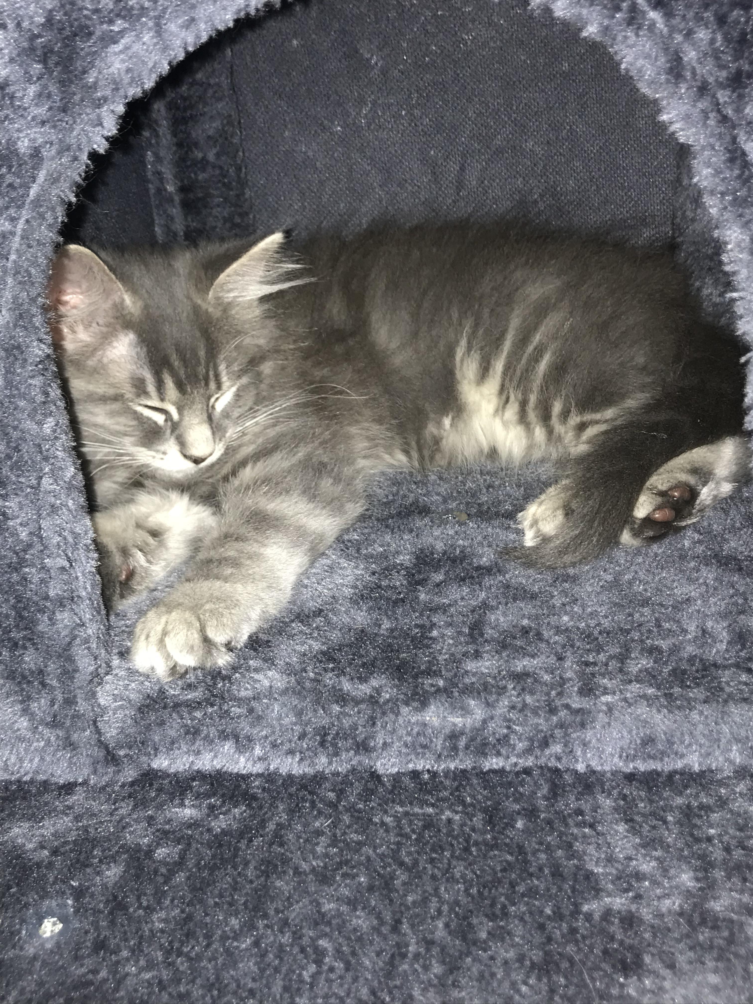 Enlarge Dusty, a Adopted Domestic Medium Hair in Brighton, MI image 1/6