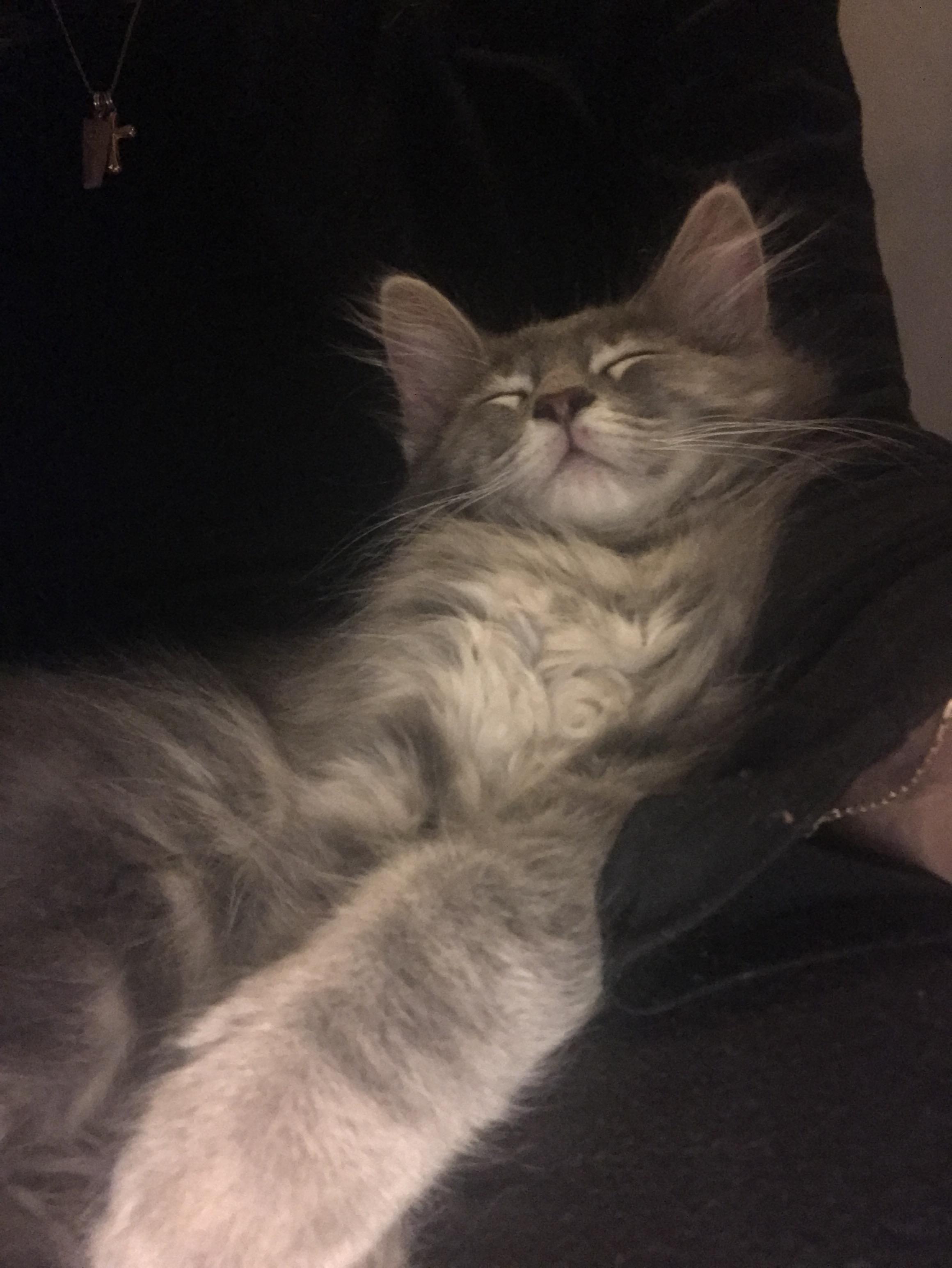 Enlarge Dusty, a Adopted Domestic Medium Hair in Brighton, MI image 2/6