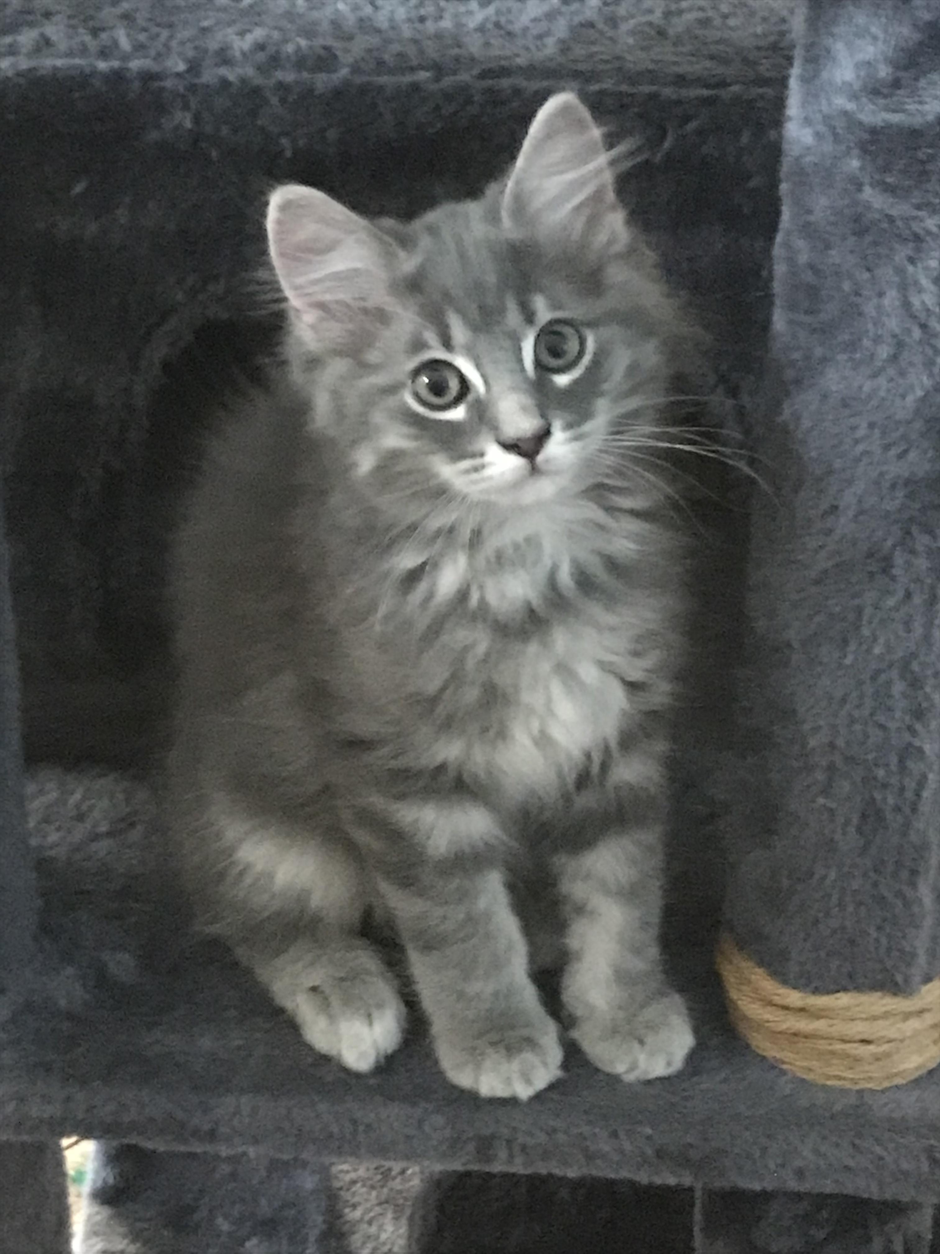Enlarge Dusty, a Adopted Domestic Medium Hair in Brighton, MI image 4/6