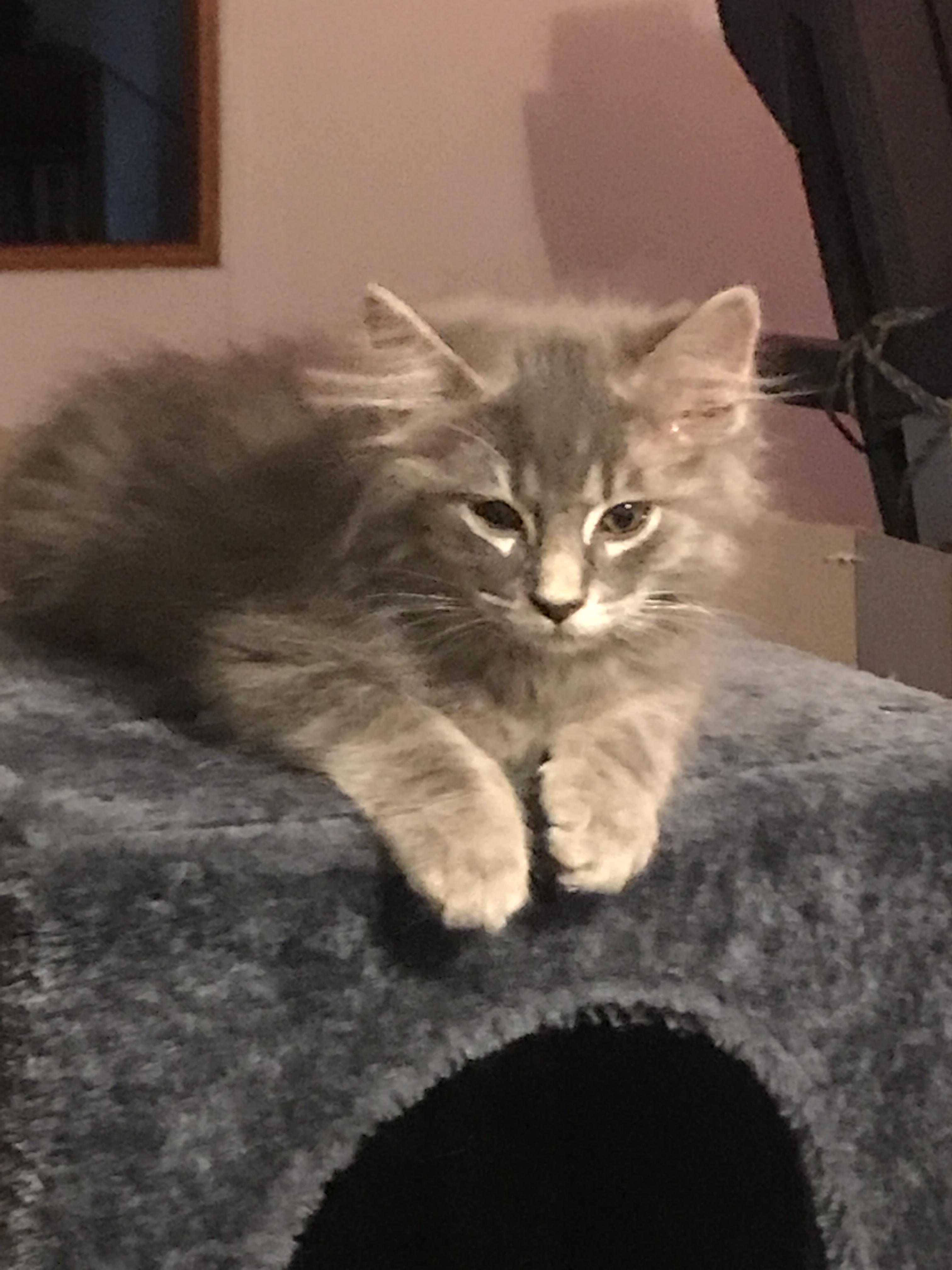 Enlarge Dusty, a Adopted Domestic Medium Hair in Brighton, MI image 5/6
