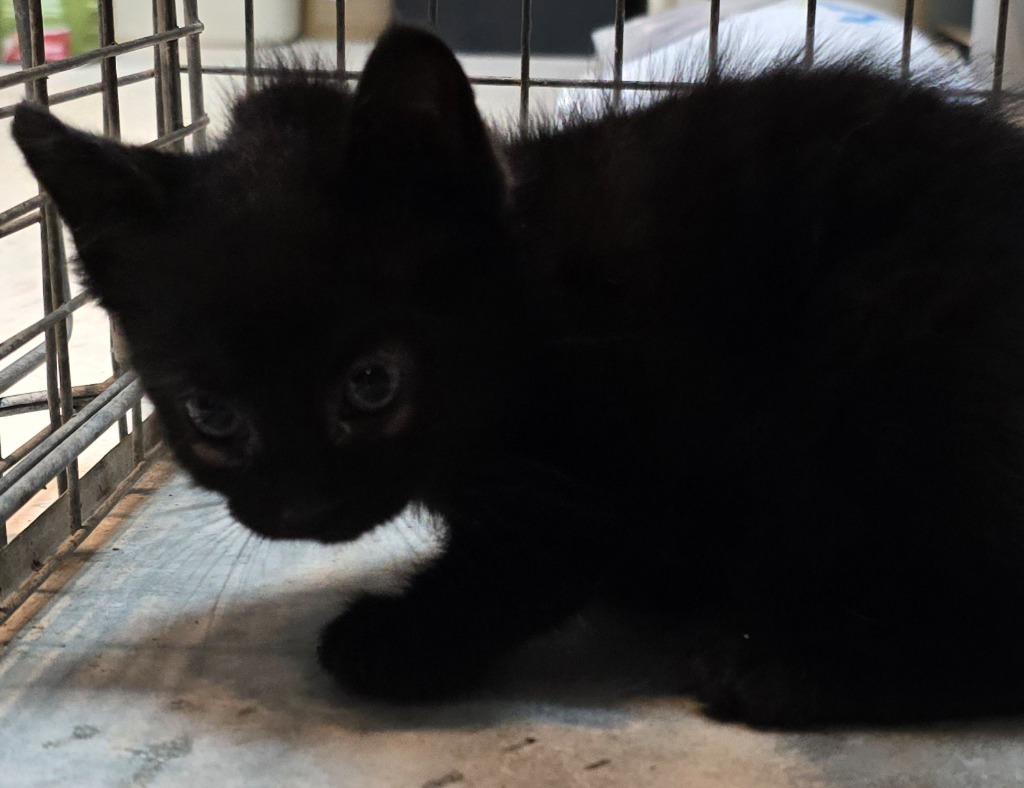 Spazz, Adopted, Young Male Domestic Short Hair.