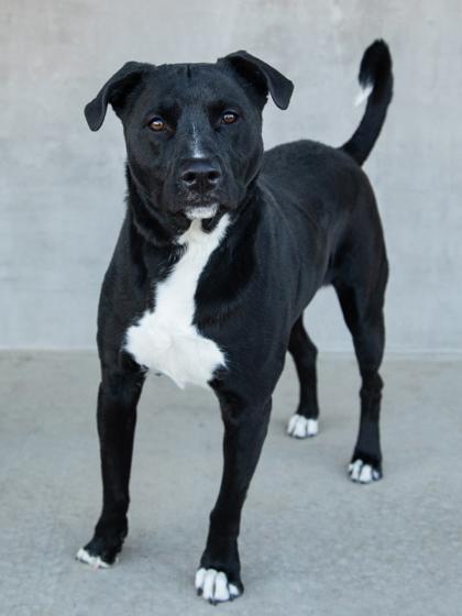 Enlarge Pluto, a Adoptable mixed breed in Longmont, CO image 1/2