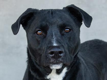 Enlarge Pluto, a Adoptable mixed breed in Longmont, CO image 2/2