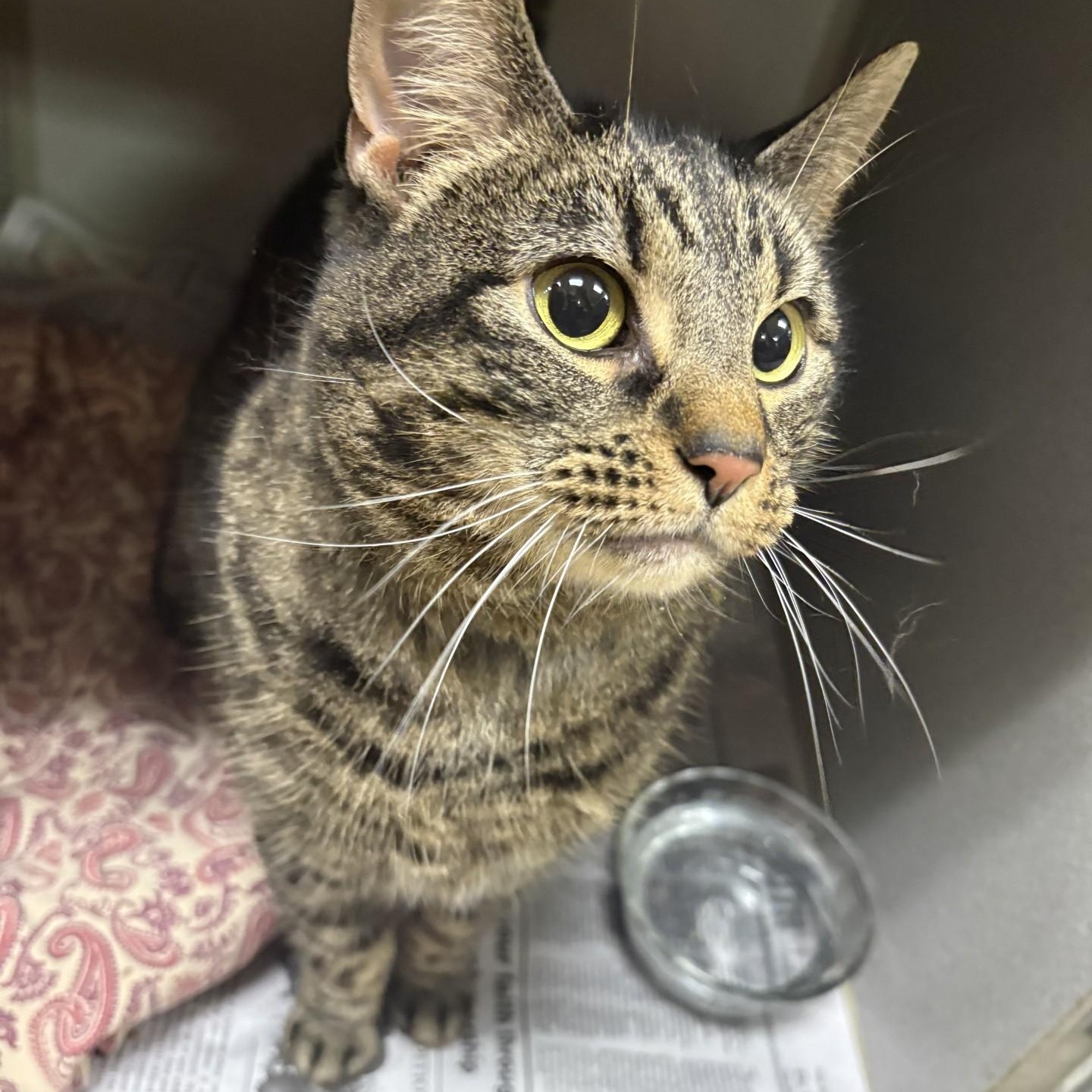 Abandy, Adoptable, Adult Female Domestic Short Hair & Tabby.