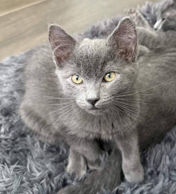 Enlarge Ash, a Adoptable mixed breed in Emeryville, CA image 1/4