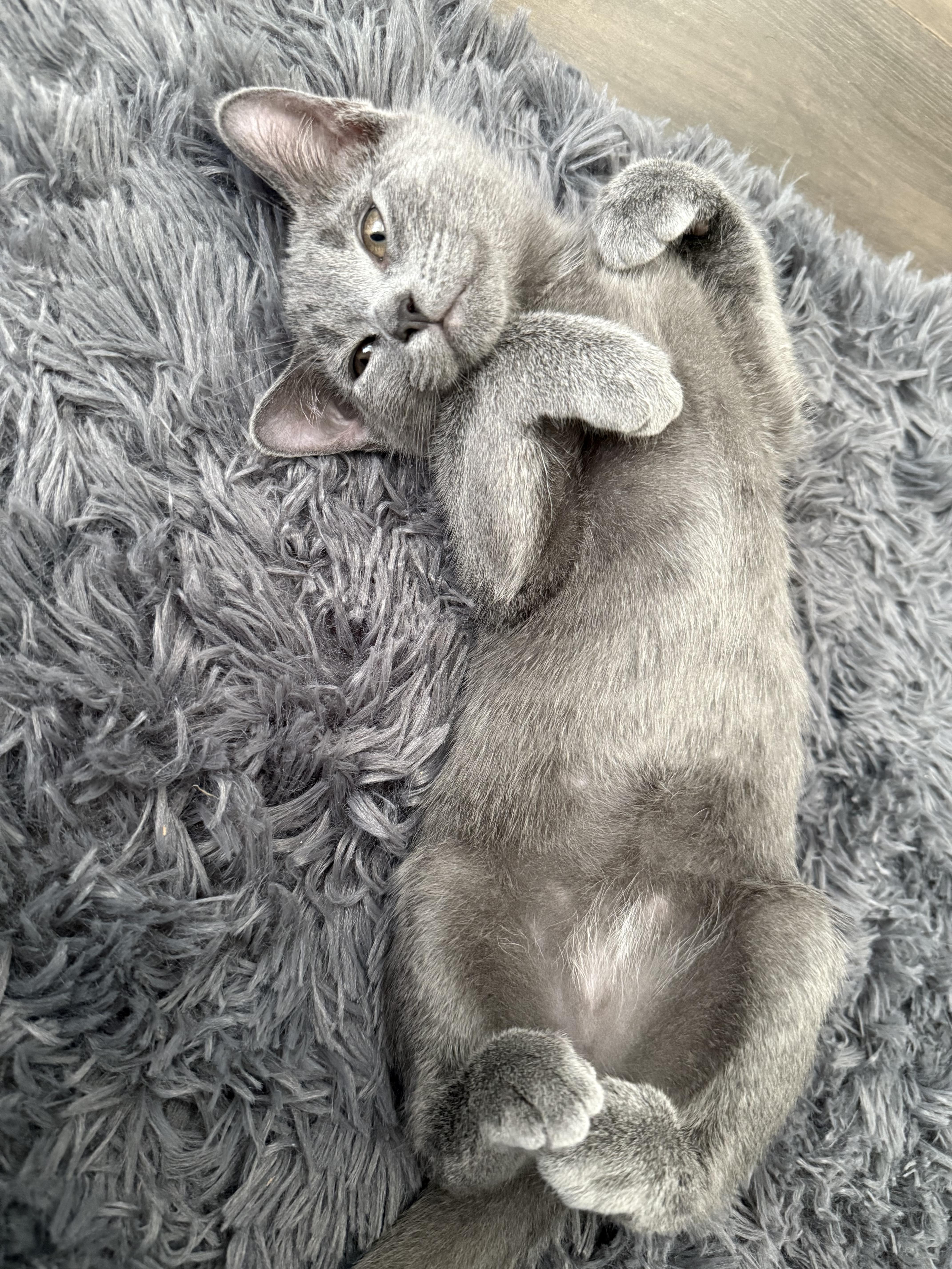 Enlarge Ash, a Adoptable mixed breed in Emeryville, CA image 2/4