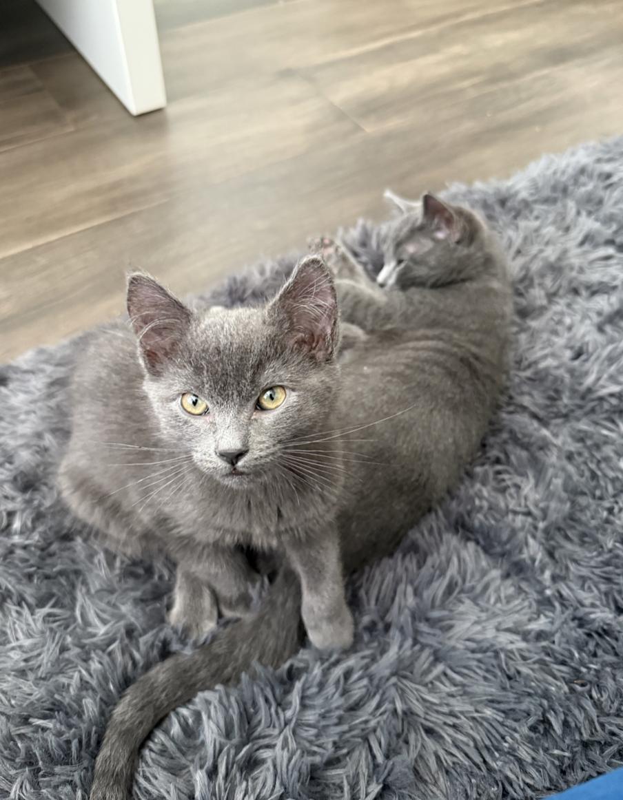 Enlarge Ash, a Adoptable mixed breed in Emeryville, CA image 3/4