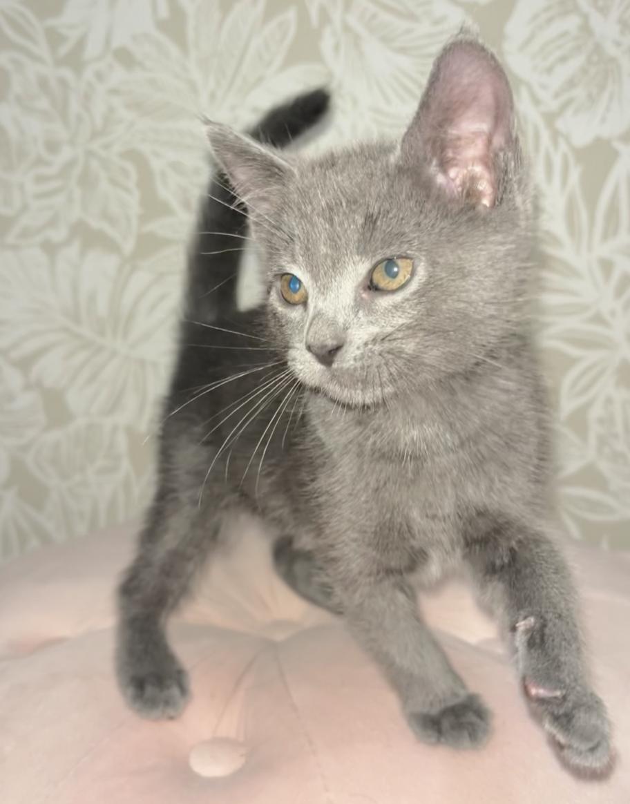 Enlarge Ash, a Adoptable mixed breed in Emeryville, CA image 4/4