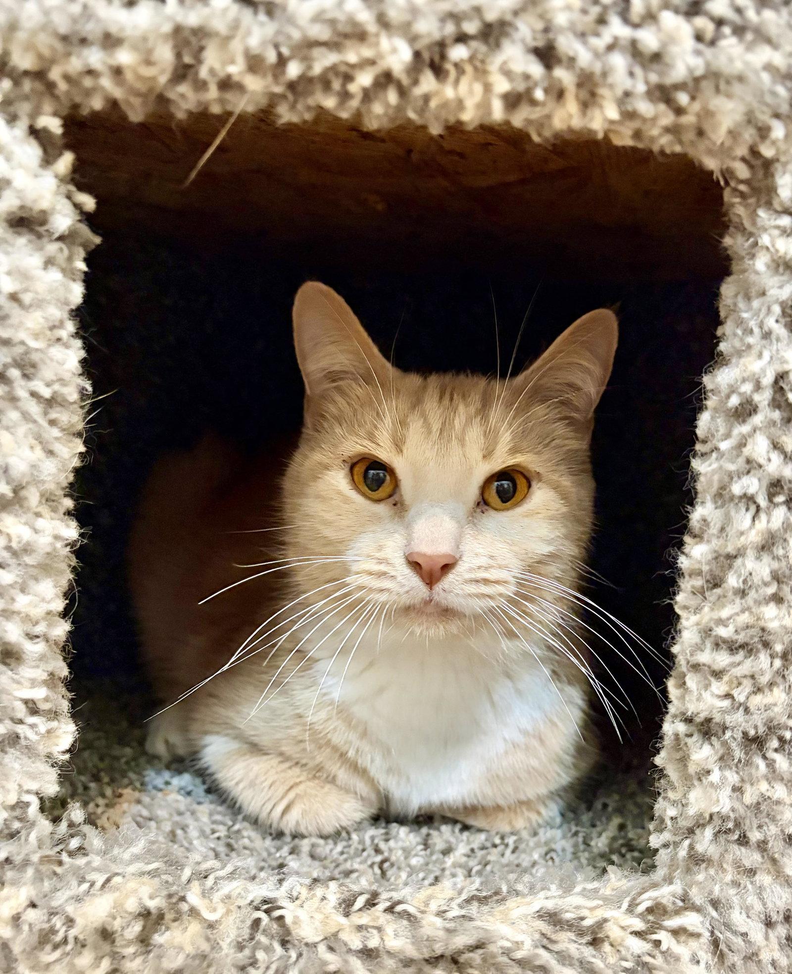 Enlarge Queenie, a Adoptable Domestic Short Hair in Rootstown, OH image 1/1