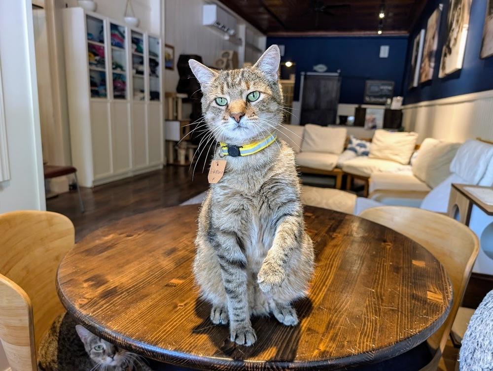 Britt Marie, Adoptable, Adult Female Domestic Short Hair.