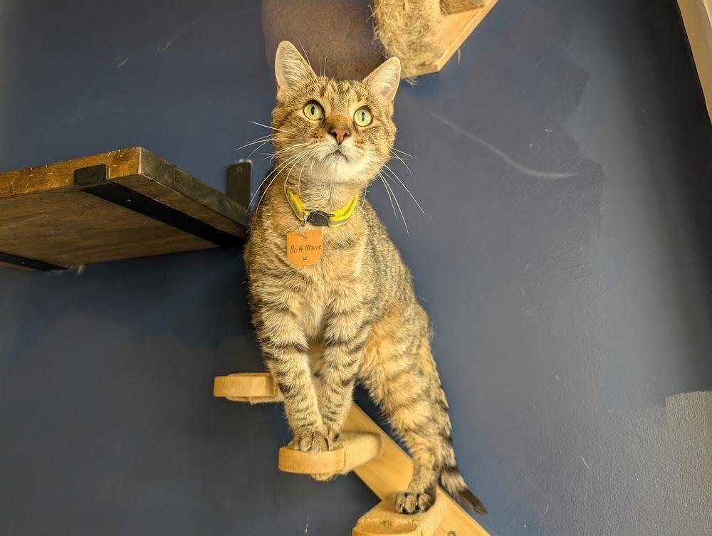 Britt Marie, a Adoptable Domestic Short Hair in Lewisburg, PA image 2/4