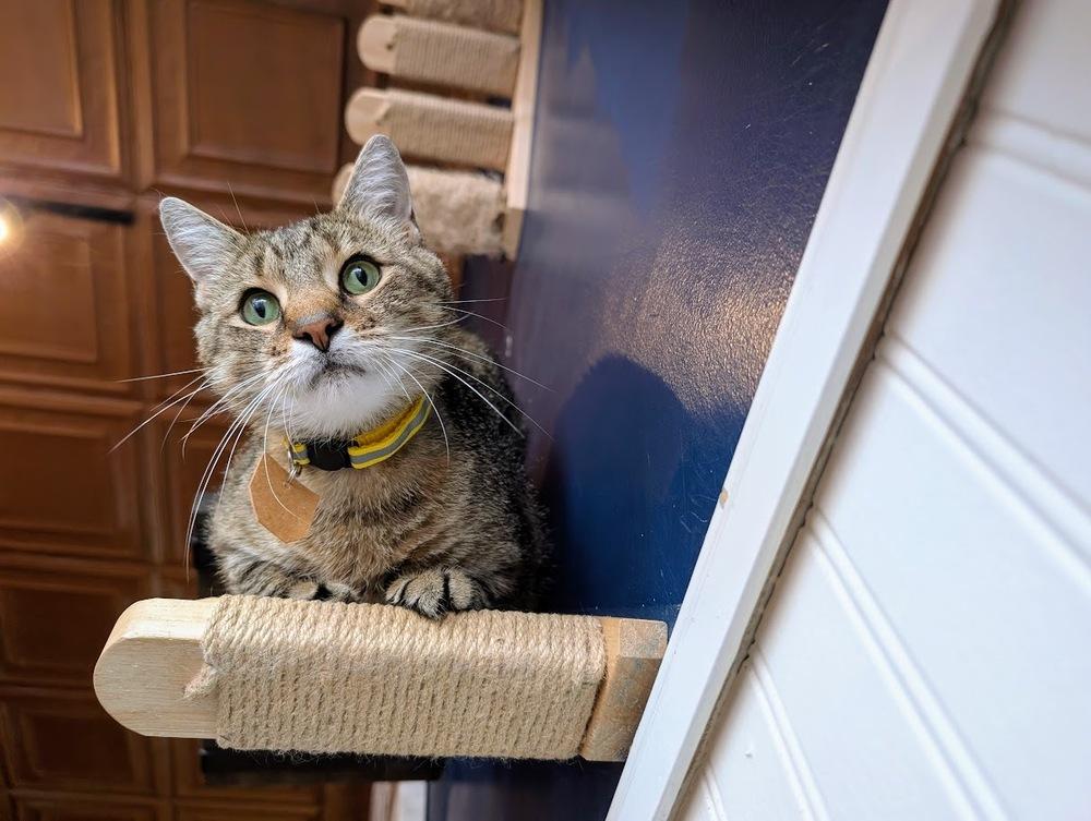Britt Marie, a Adoptable Domestic Short Hair in Lewisburg, PA image 3/4