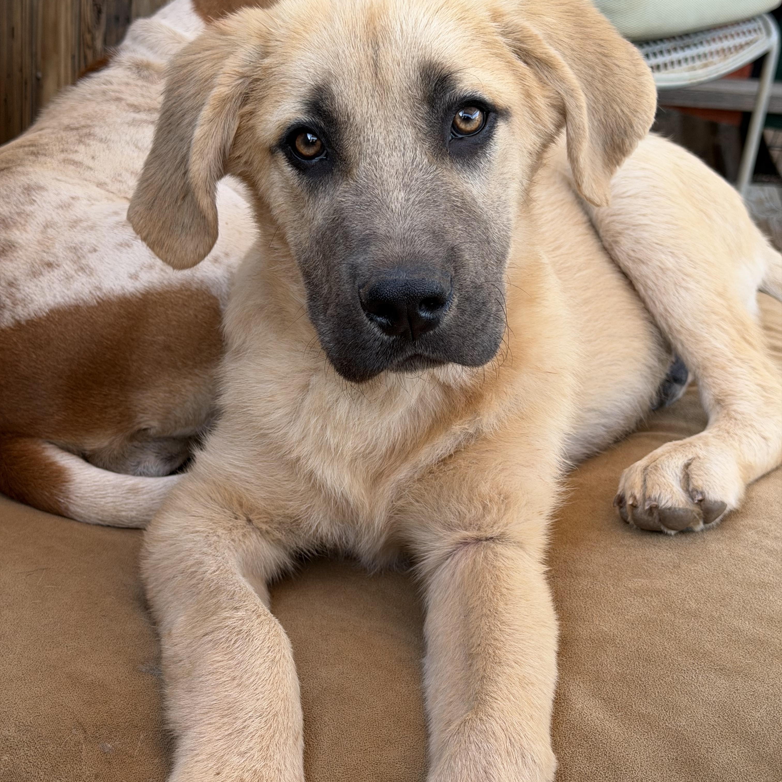 Walter, adopted, Puppy Male Anatolian Shepherd.