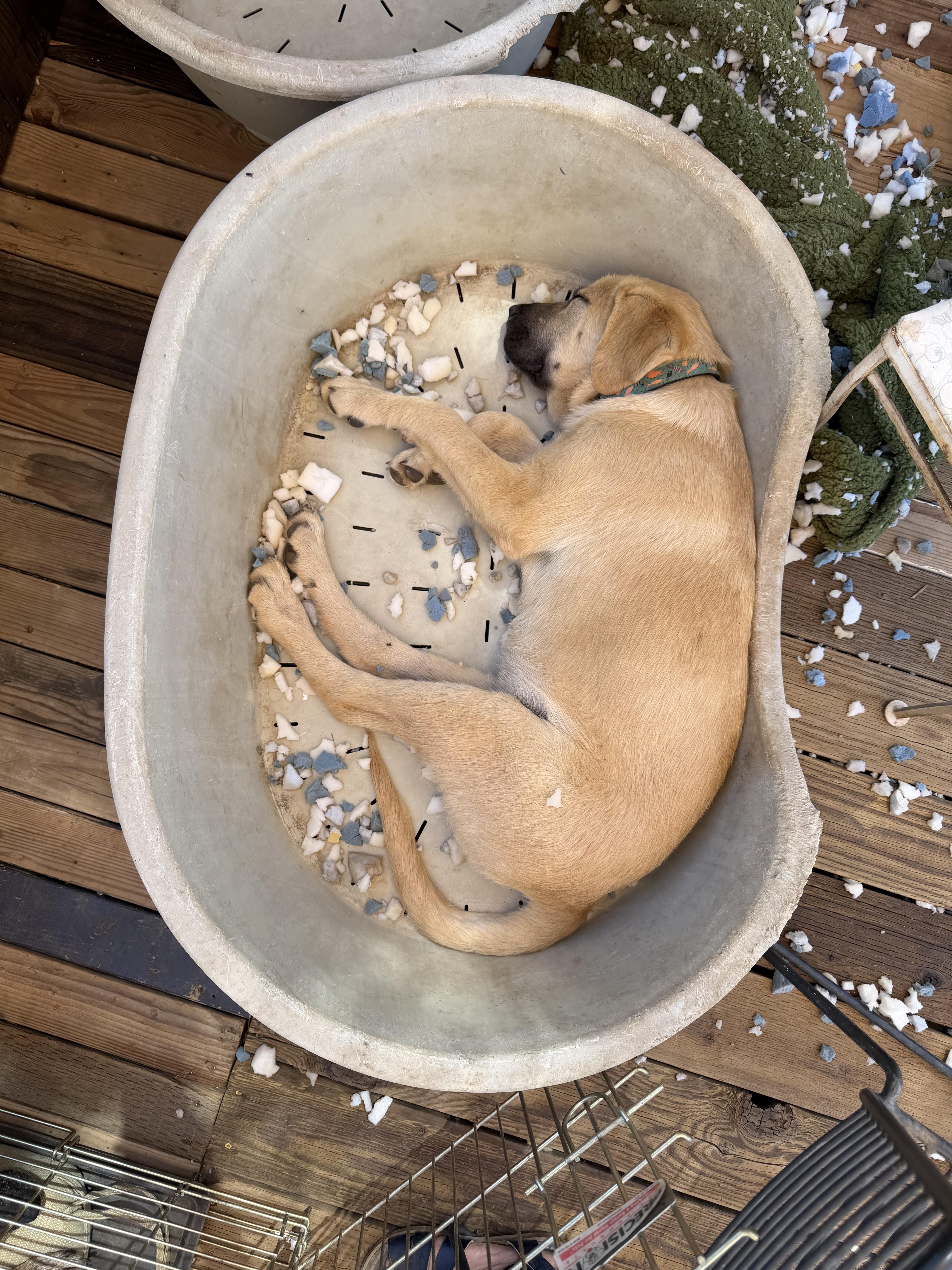 Enlarge Walter, an adopted mixed breed in San Diego, CA image 6/6