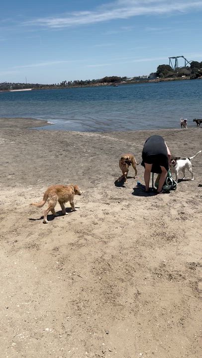 Enlarge Walter, an adopted mixed breed in San Diego, CA video 3/6